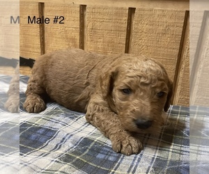 Goldendoodle-Poodle (Standard) Mix Puppy for sale in FORT PAYNE, AL, USA