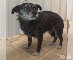 Small #1 Mutt