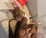 Small #2 Staffordshire Bull Terrier Mix