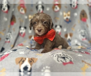YorkiePoo Puppy for sale in LAKELAND, FL, USA