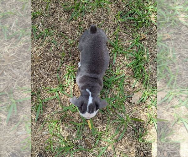 Medium Photo #7 Olde English Bulldogge Puppy For Sale in AUSTIN, TX, USA