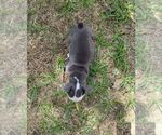 Small #6 Olde English Bulldogge
