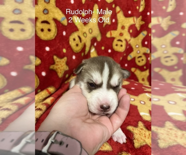 Medium Photo #3 Siberian Husky Puppy For Sale in Wainwright, Alberta, Canada