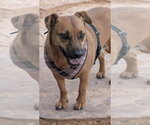 Small #1 Dachshund Mix