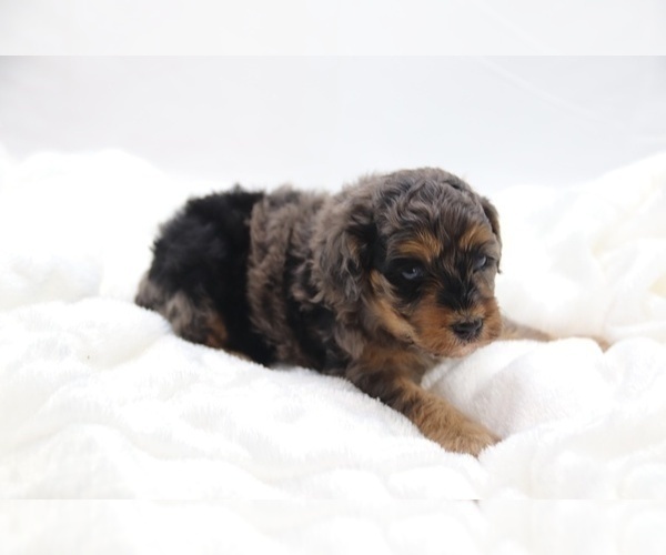 Medium Photo #62 Cockapoo Puppy For Sale in RIPLEY, TN, USA