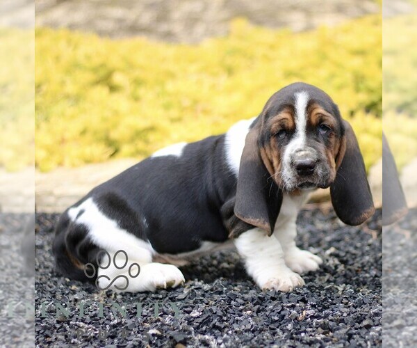 Medium Photo #3 Basset Hound Puppy For Sale in BIRD IN HAND, PA, USA