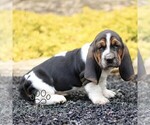 Small #2 Basset Hound