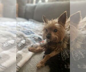 Mutt Dogs for adoption in Spring, TX, USA