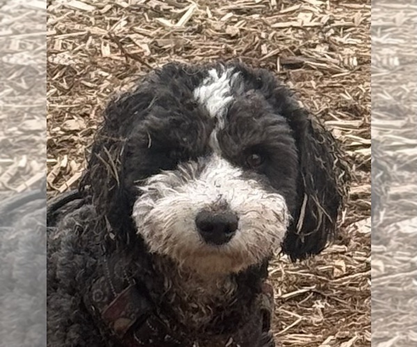Medium Photo #1 Cocker Spaniel-Sheepadoodle Mix Puppy For Sale in SAMMAMISH, WA, USA