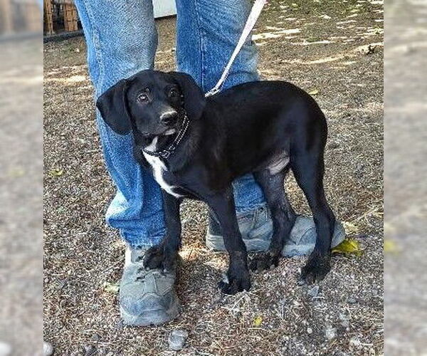 Medium Photo #1 Labrador Retriever-Unknown Mix Puppy For Sale in Golden Valley, AZ, USA