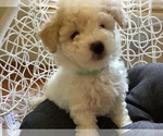 Small Photo #1 Maltipoo Puppy For Sale in HIGH POINT, NC, USA