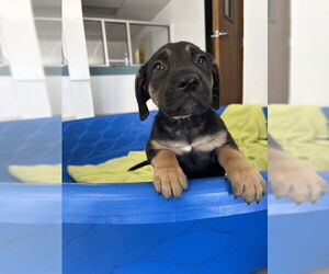 Medium American Pit Bull Terrier Mix