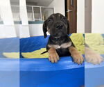 Small American Pit Bull Terrier Mix