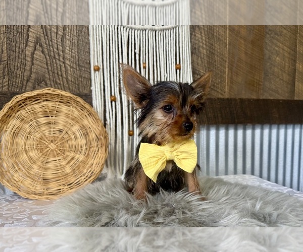 Medium Photo #6 Yorkshire Terrier Puppy For Sale in NAPPANEE, IN, USA