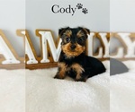 Small Photo #15 Yorkshire Terrier Puppy For Sale in MURFREESBORO, TN, USA