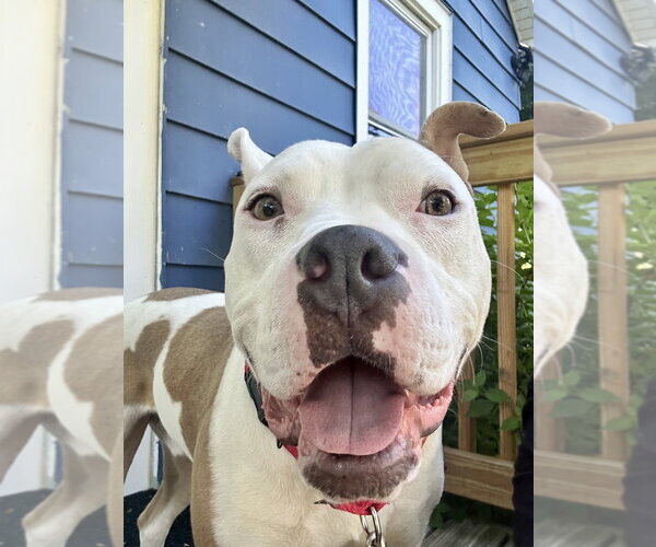 Medium Photo #14 American Bulldog-American Staffordshire Terrier Mix Puppy For Sale in Brewster, NY, USA