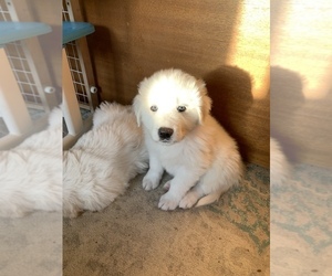 Great Pyrenees Puppy for sale in FORT MORGAN, CO, USA