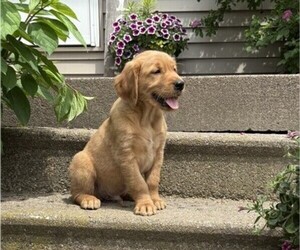 Golden Retriever Puppy for sale in THORP, WI, USA