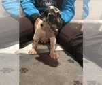 Small Photo #15 Great Dane Puppy For Sale in GASTONIA, NC, USA