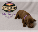 Puppy 4 Labrador Retriever