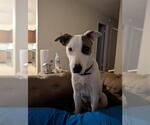 Small #1 Labrador Retriever Mix
