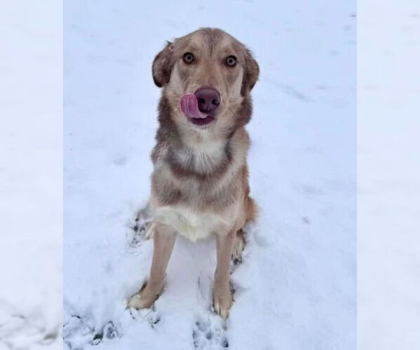 Medium Photo #2 Siberian Husky-Unknown Mix Puppy For Sale in Muskegon, MI, USA