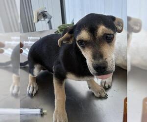 Chihuahua Dogs for adoption in Bakersfield, CA, USA