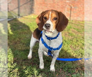 Beagle Dogs for adoption in Boston, MA, USA