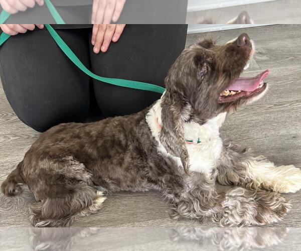 Medium Photo #7 Cocker Spaniel Puppy For Sale in Westminster, MD, USA