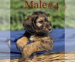 Cockapoo Puppy for sale in PORTERVILLE, CA, USA