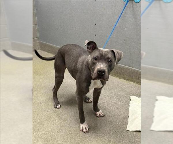 Medium Photo #1 Mutt Puppy For Sale in Las Vegas, NV, USA