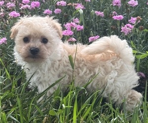 Bichpoo Puppy for sale in CANOGA, NY, USA