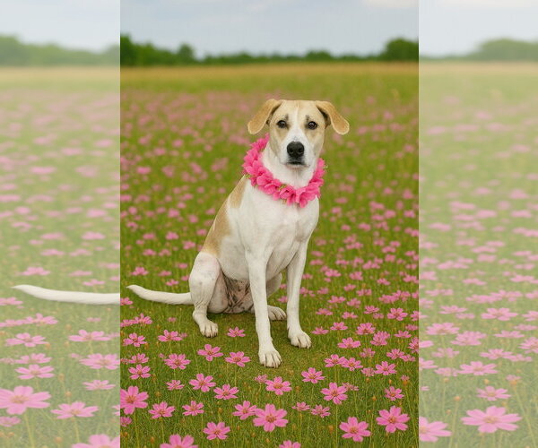 Medium Photo #1 Mutt Puppy For Sale in Shelburne, VT, USA