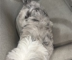 Small Photo #3 Sheepadoodle Puppy For Sale in HUNTINGTON BEACH, CA, USA