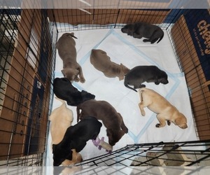 Labrador Retriever Puppy for Sale in SHELBYVILLE, Indiana USA