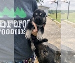 Small Photo #15 German Shepherd Dog Puppy For Sale in BLMGTN, IN, USA