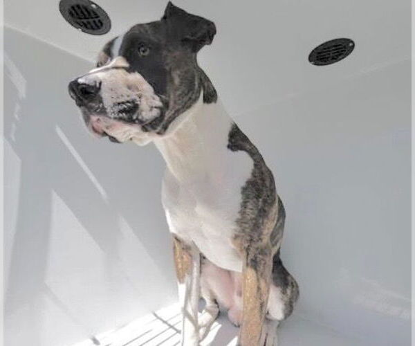 Medium Photo #1 Boxer-Unknown Mix Puppy For Sale in Houston, TX, USA