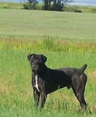 Father of the Cane Corso puppies born on 07/04/2016