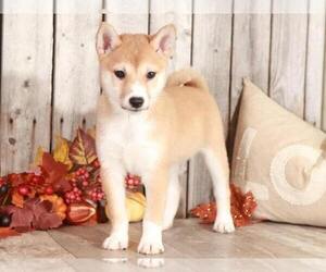 Shiba Inu Puppy for sale in MOUNT VERNON, OH, USA