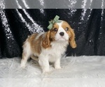 Small #3 Cavalier King Charles Spaniel