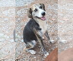 Small #2 Catahoula Leopard Dog Mix
