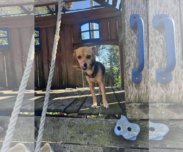 Medium Photo #20 Jack Chi Puppy For Sale in Princeton, MN, USA