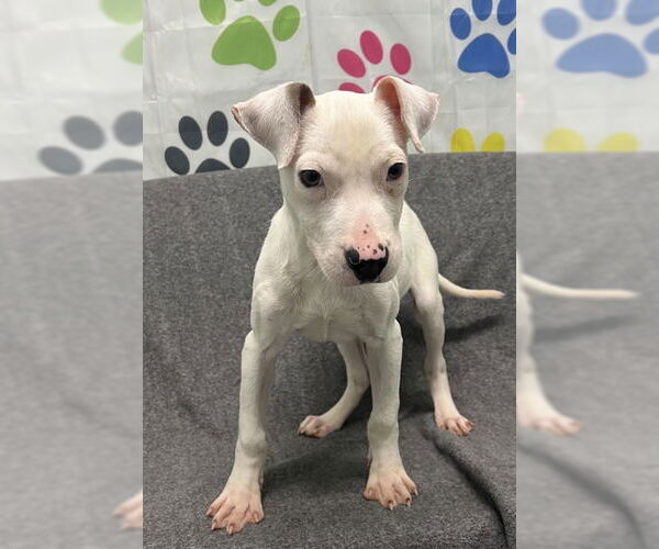 Medium Photo #1 Mutt Puppy For Sale in Lake City, MI, USA