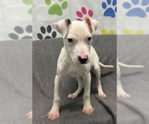 Mutt Dogs for adoption in Lake City, MI, USA