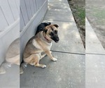 Small #4 Anatolian Shepherd Mix