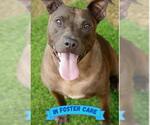 Small #1 American Staffordshire Terrier Mix