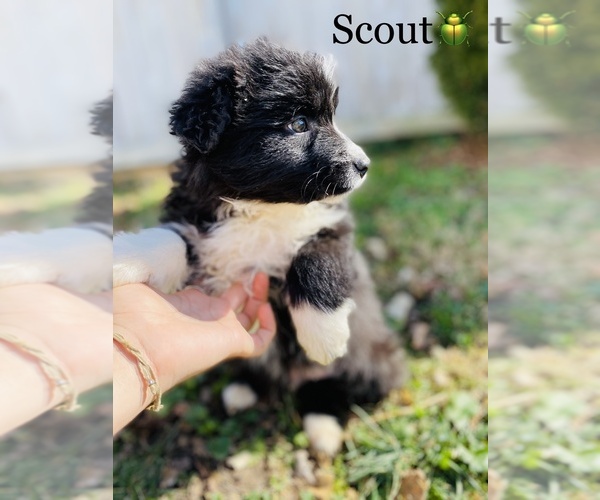 Medium Photo #3 Australian Shepherd Puppy For Sale in COOKEVILLE, TN, USA