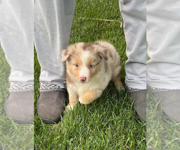 Medium Photo #6 Miniature Australian Shepherd Puppy For Sale in WENTZVILLE, MO, USA