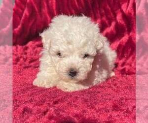 Medium Bichon Frise