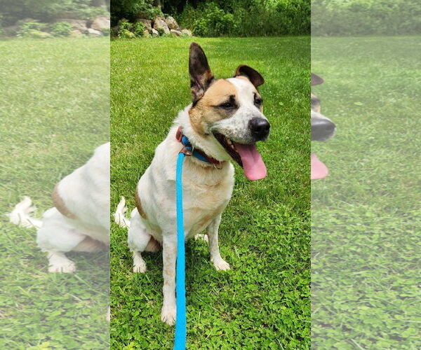 Medium Photo #1 Mutt Puppy For Sale in Rockaway, NJ, USA